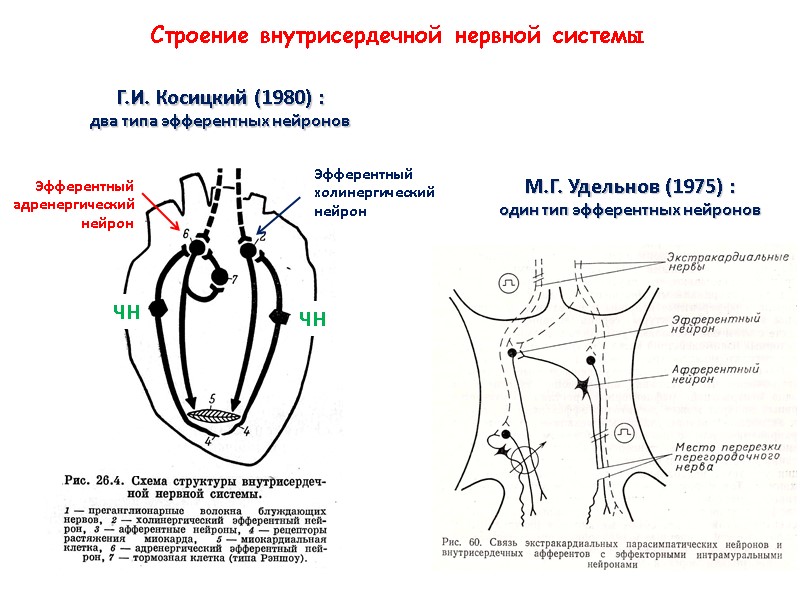 Строение внутрисердечной нервной системы   Г.И. Косицкий (1980) :  два типа эфферентных